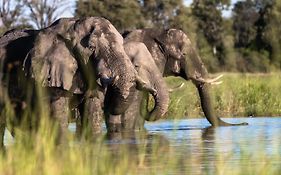 O Bona Moremi Safari